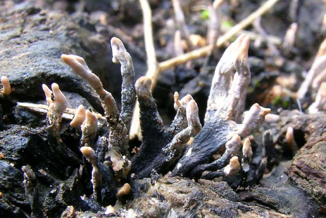 Xylaria hypoxylon. Scheda fotografica